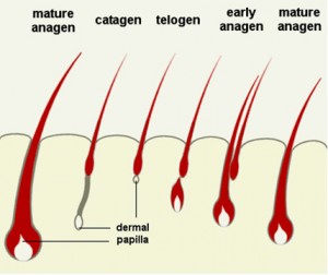 Hair-Loss-Stages